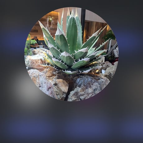 商品 | アガベ専門店 Heart plants.