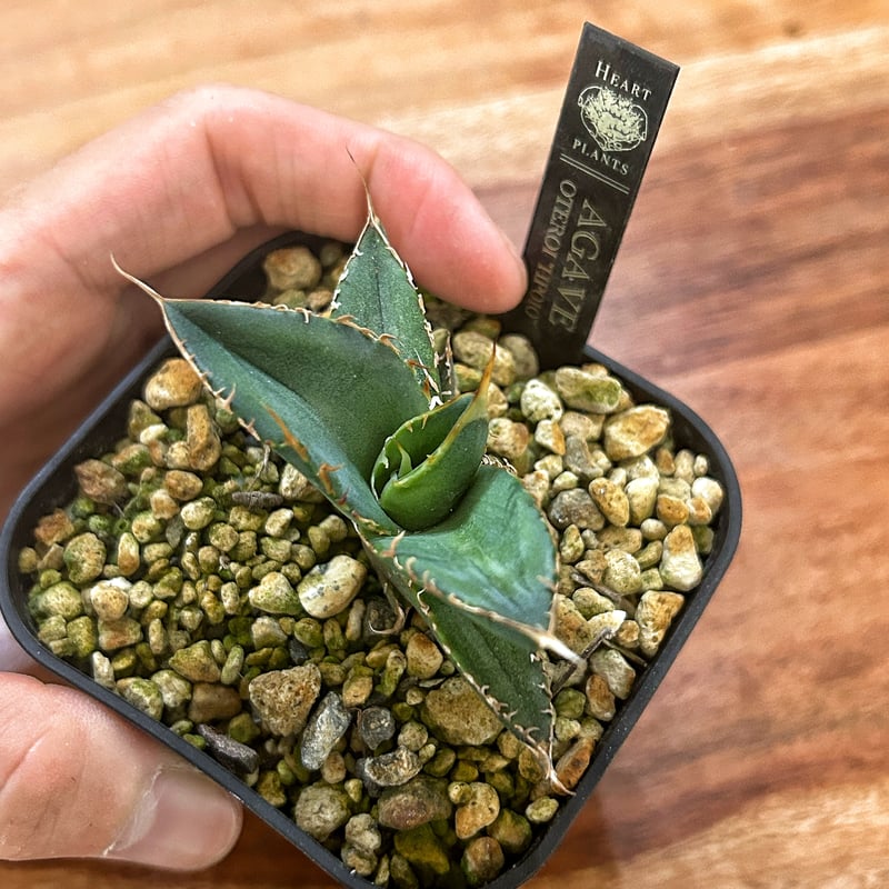 アガベ heart plants numbers 010 HP010 子株 | アガベ専門店