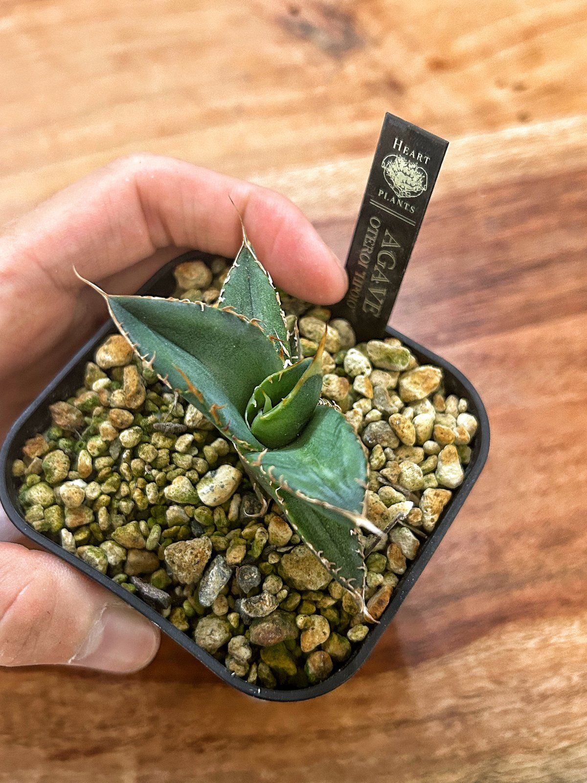 アガベ heart plants numbers 010 HP010 子株 | アガベ専門店