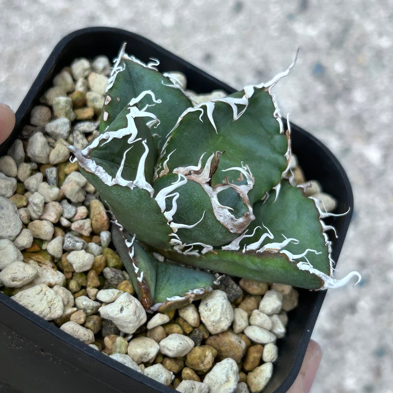 アガべ Heartplantsコレクション悪魔OC子株 | アガベ専門店 Heart plants.