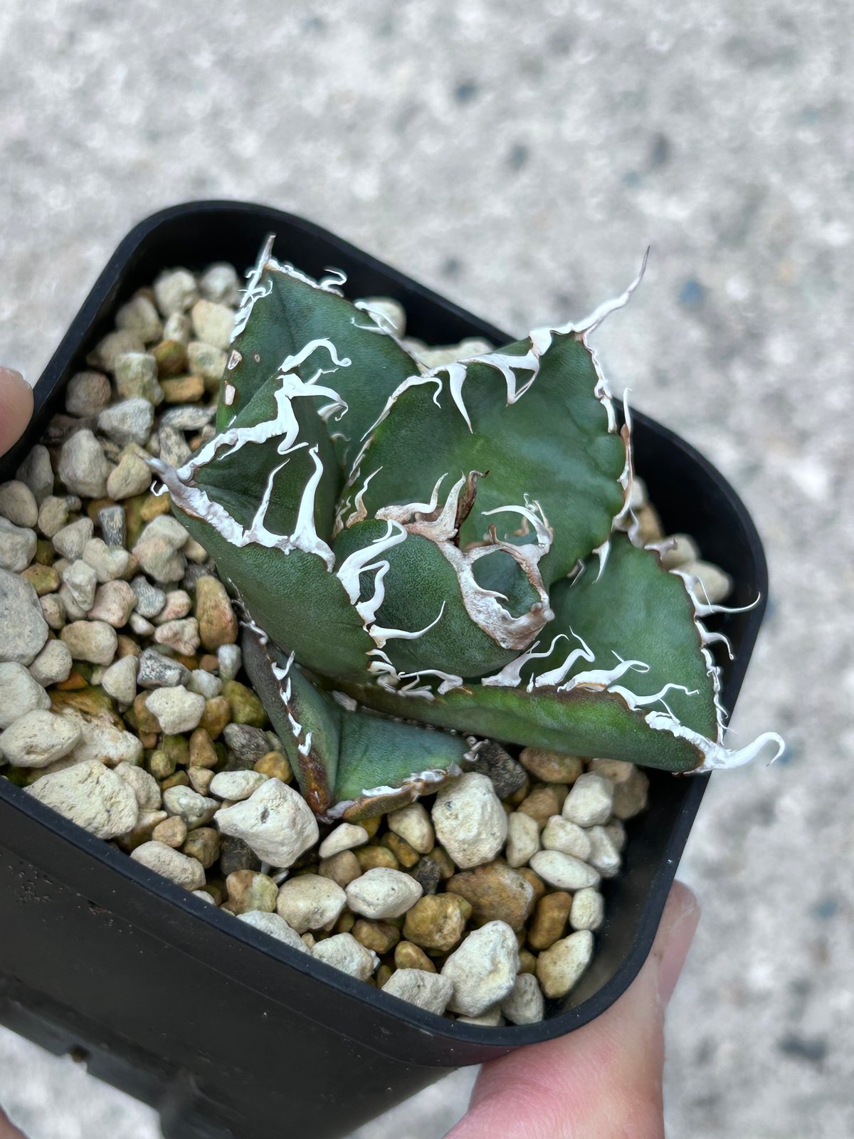 アガべ Heartplantsコレクション悪魔OC子株 | アガベ専門店 Heart plants.
