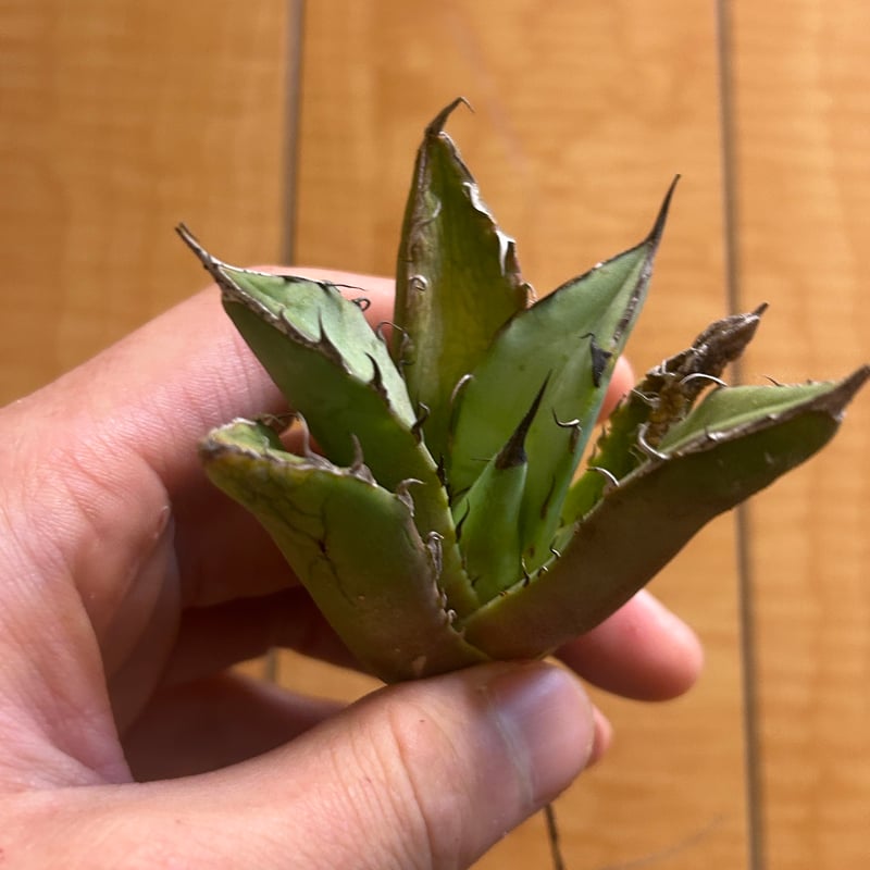 アガベ オテロイ G33 実生選抜 | アガベ専門店 Heart plants.