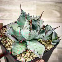 アガベ 甲蟹×血屈 ハイブリッド 肉厚 青葉 子株 | アガベ専門店 Heart