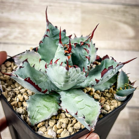 CATEGORY Agave | アガベ専門店 Heart plants.