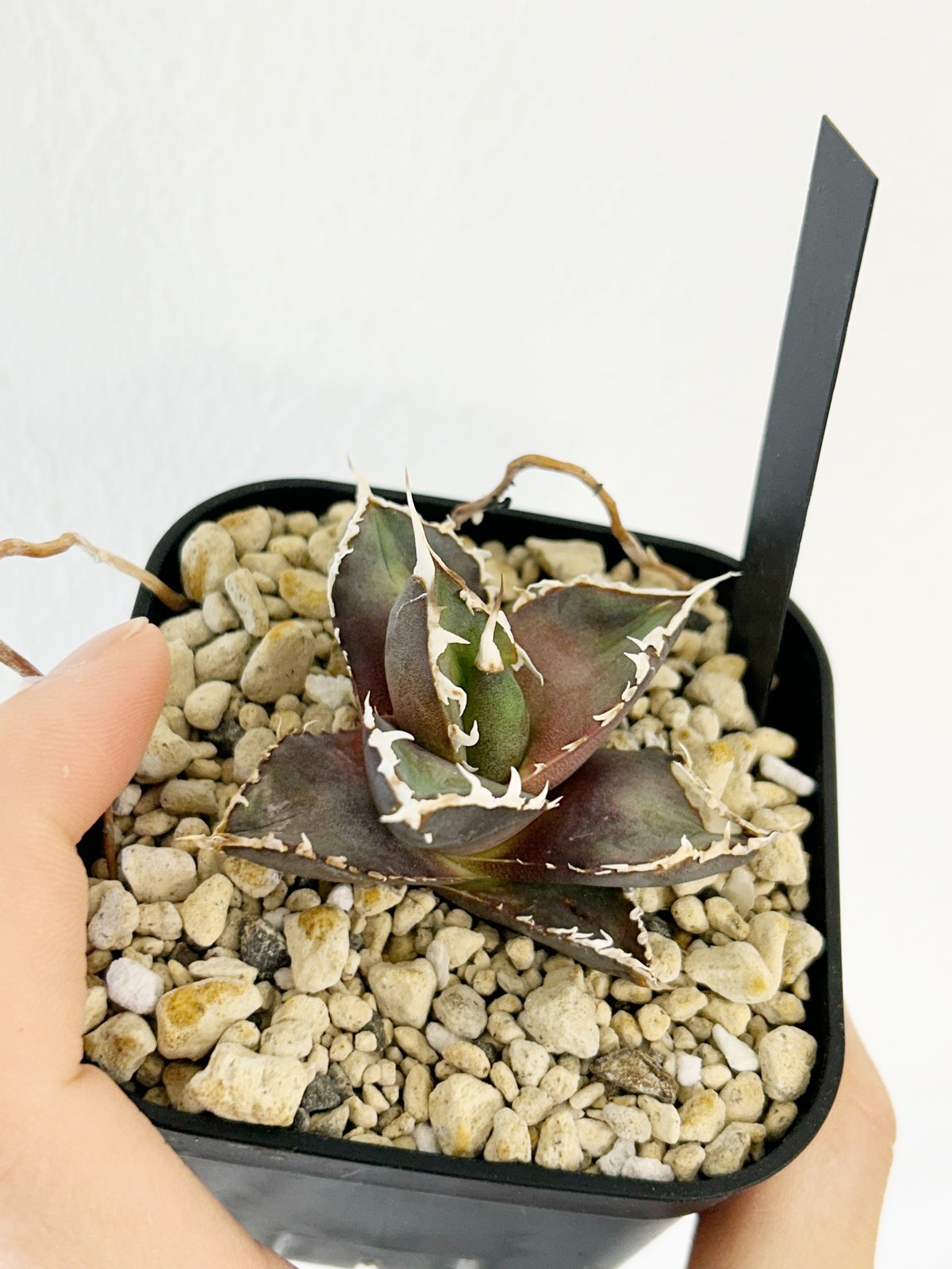 龍球会産 アガベ オテロイ 黒蠍 大株 アガベ 狼人 龍球会産 | Heartplants