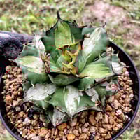 アガベ 特白肌（怒雷神×甲蟹）子株 発根済み | Heartplants