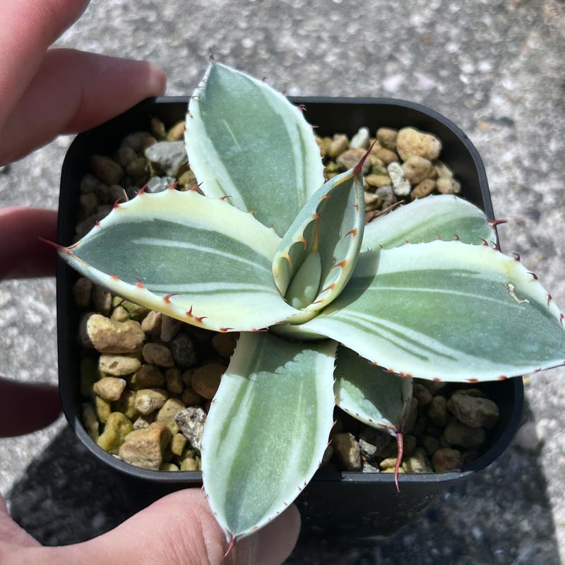 アガべ パリー オリザバ 子株 発根済み | アガベ専門店 Heart plants.
