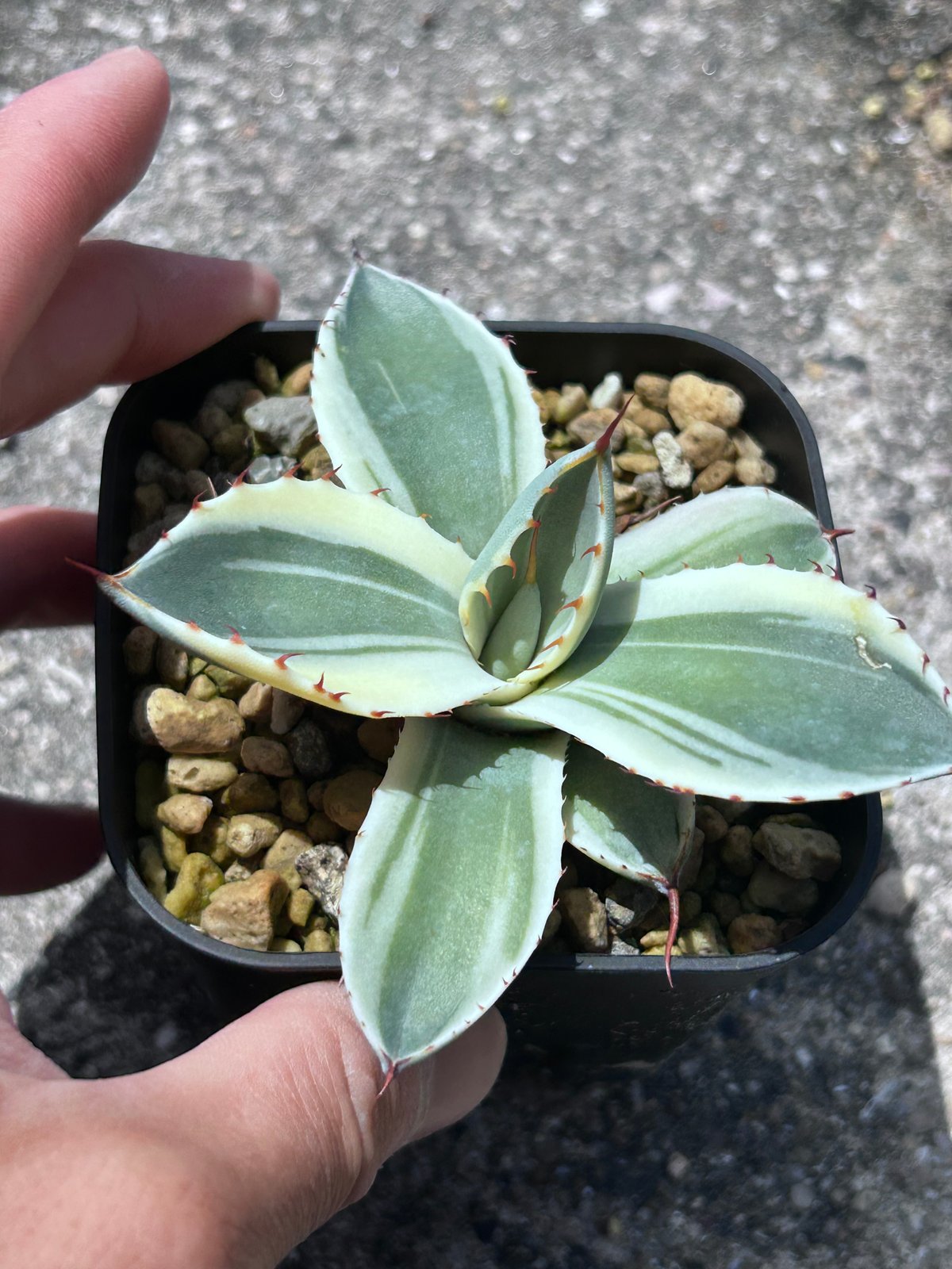 アガべ パリー オリザバ 子株 発根済み | アガベ専門店 Heart plants.