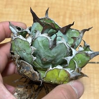 圓葉瓜達 グアダラハラナ ドワーフtype 子株 | アガベ専門店 Heart plants.
