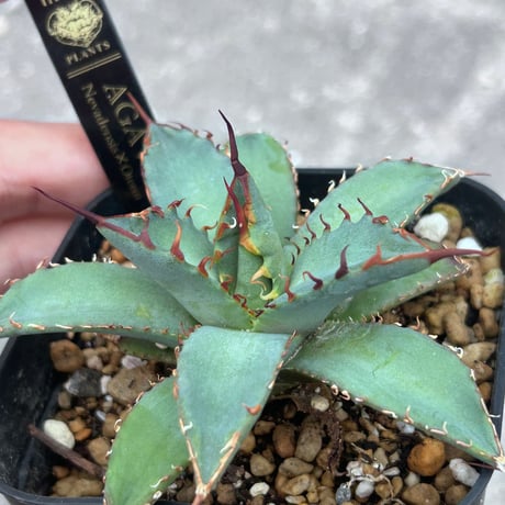 CATEGORY Agave | アガベ専門店 Heart plants.