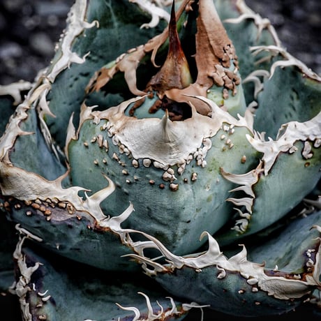 CATEGORY Agave | Heartplants CATEGORY Agave | Heartplants