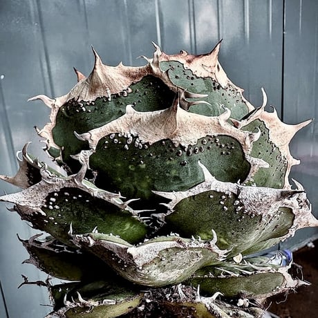 CATEGORY Agave | アガベ専門店 Heart plants.