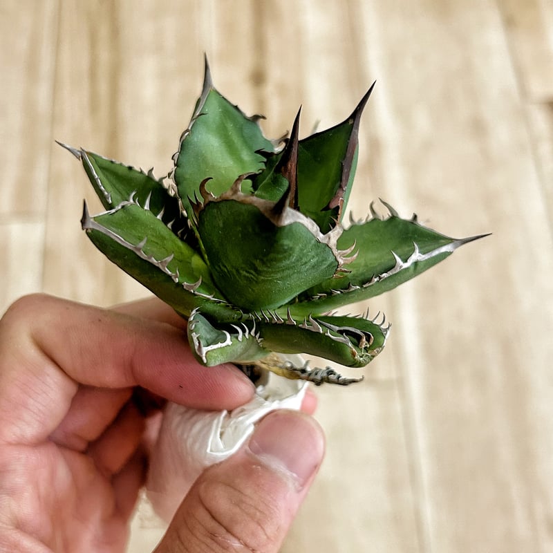 アガベ ホリダ×姫巌龍 ハイブリッド 肉厚短葉個体 | アガベ専門店