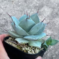 アガベ 1981 青葉 強棘 子株 | アガベ専門店 Heart plants.