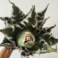 アガベ チタノタブルー