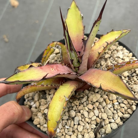 アガベ専門店 Heart plants.