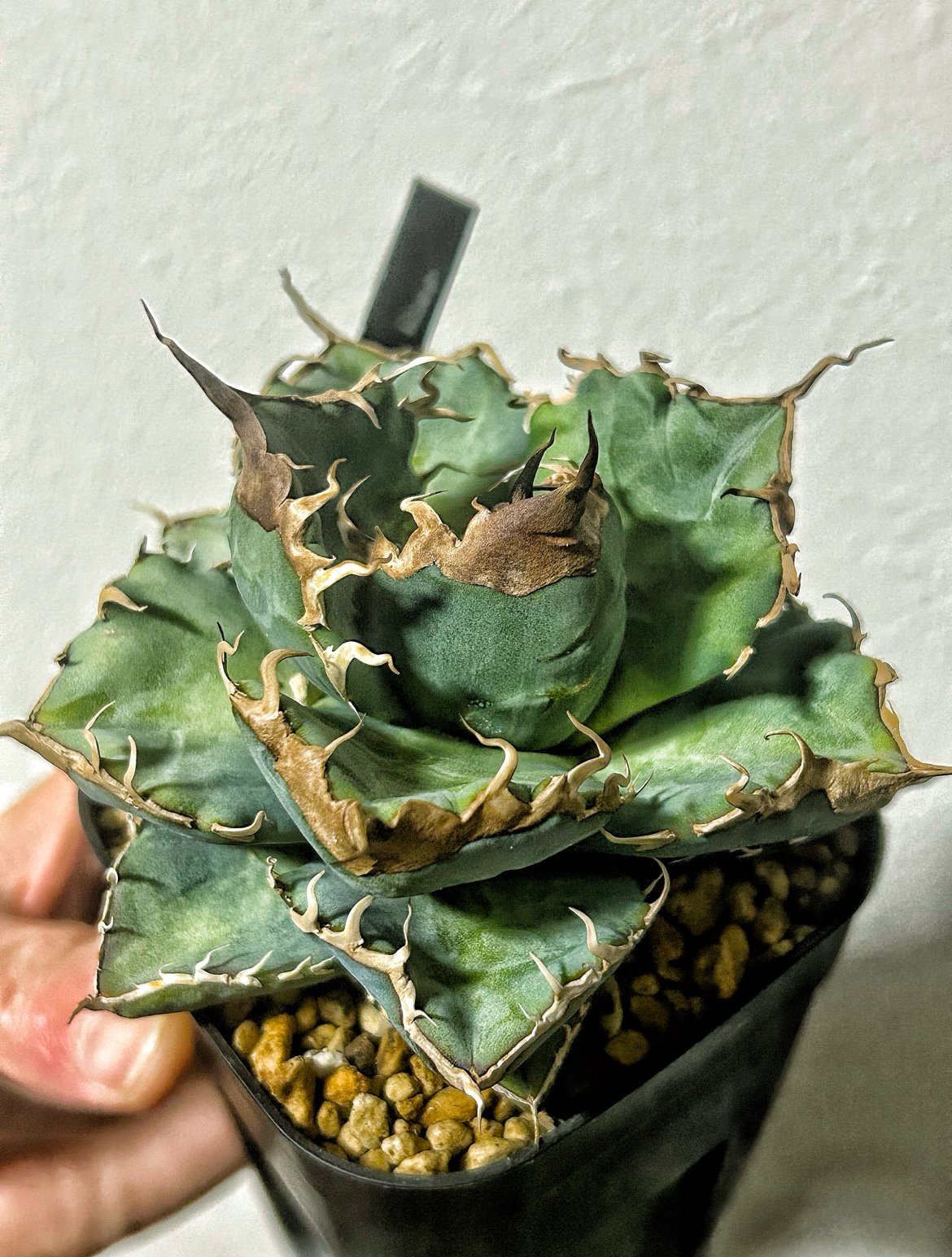 ジェラさん専用アガベ 悪魔くん 天芽 アガベ 悪魔くん 良型個体 発根済み | アガベ専門店 Heart plants.