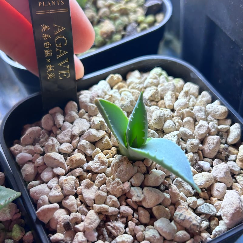 アガベ 美系白銀×妖炎 ハイブリッド 子株 | アガベ専門店 Heart plants.