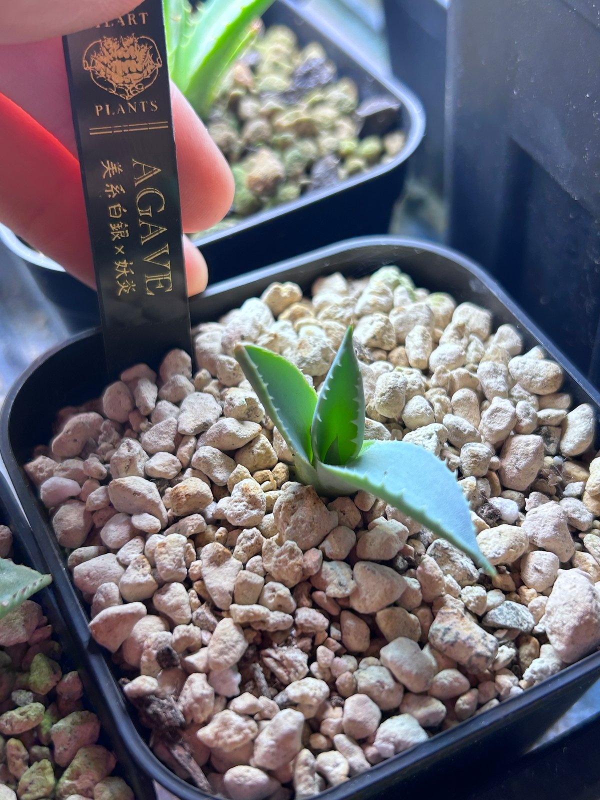 アガベ 美系白銀×妖炎 ハイブリッド 子株 | アガベ専門店 Heart plants.