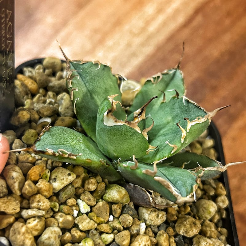 アガベ 超球体 極太鋸歯 HP033 子株発根済み | Heartplants