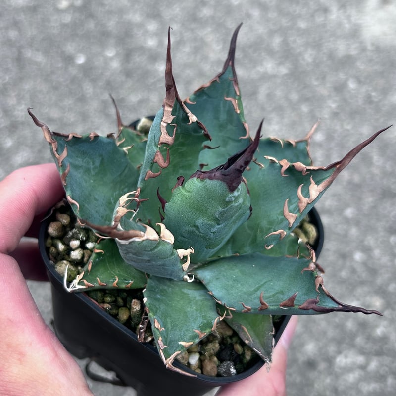 アガベ 妖炎BB ハイブリッド 青葉 | アガベ専門店 Heart plants.