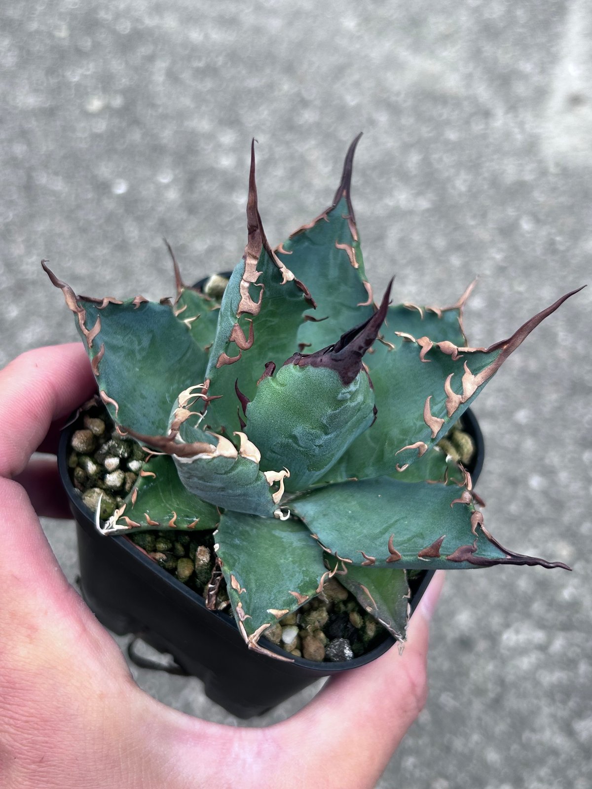 アガベ 妖炎BB ハイブリッド 青葉 | アガベ専門店 Heart plants.