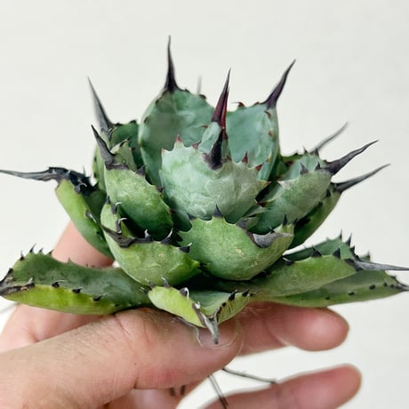CATEGORY Agave | アガベ専門店 Heart plants.