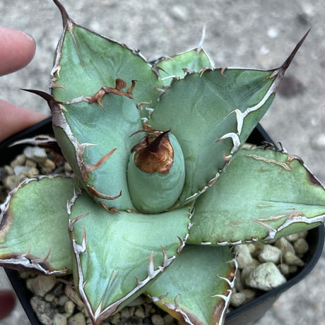 アガベ　heart plants seedling 実生オテロイ　2024