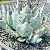 オアハカオテロイ実生 アガベ ウリエル実生 オアハカオテロイ 選抜個体 ③ | Heartplants