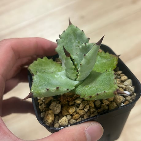 CATEGORY Agave | アガベ専門店 Heart plants.