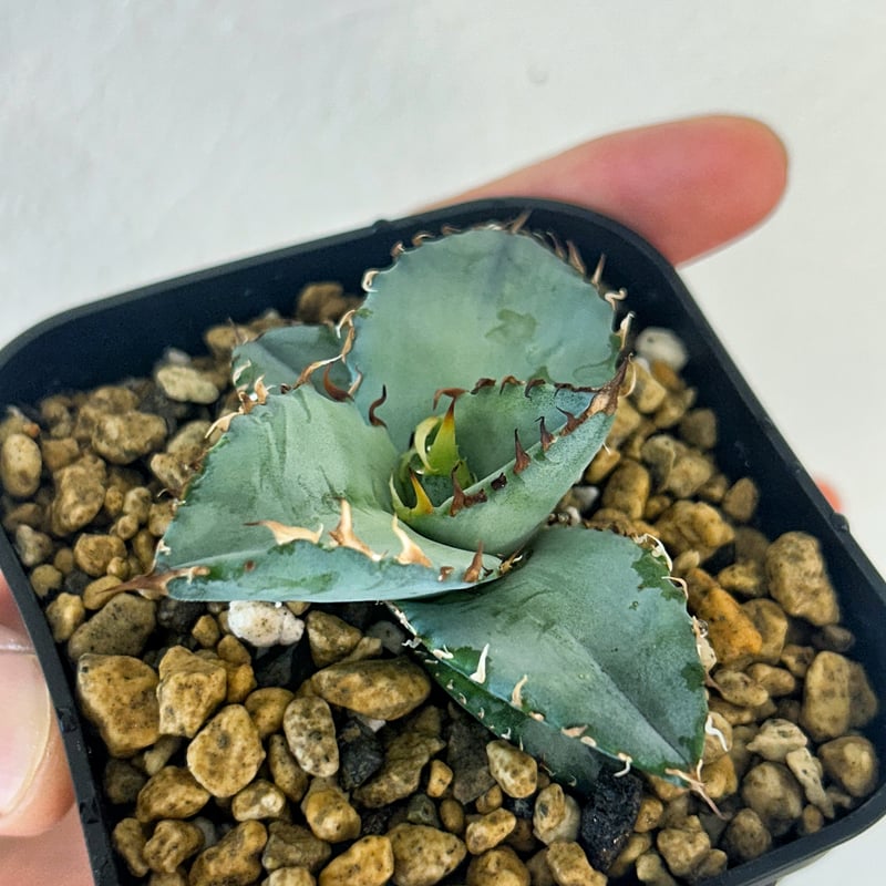 アガベ　ブルービースト アガベ チタノタブルー