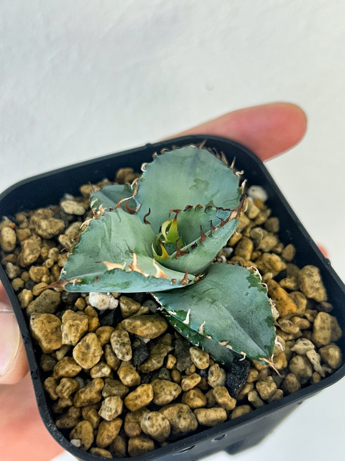 アガベ チタノタブルー