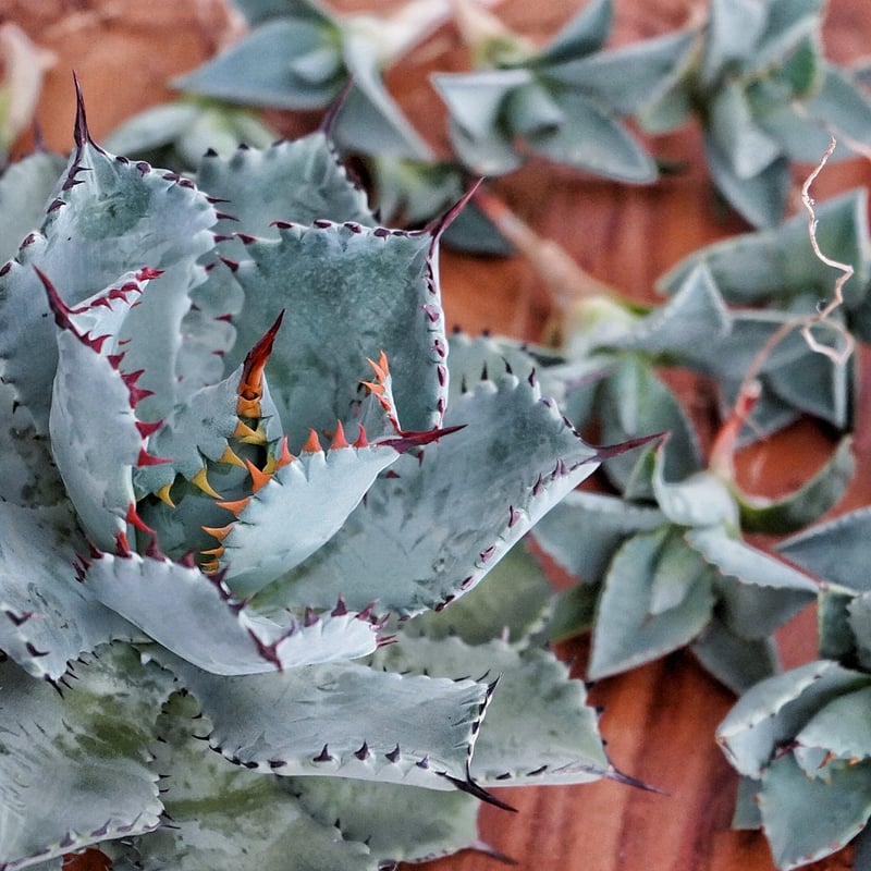 アガベ ドラゴントゥース 親株 アガベ ドラゴントゥース 仔株付き