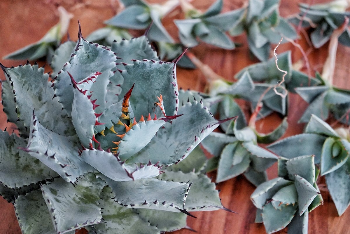 希少】アガベ ドラゴンスケイル