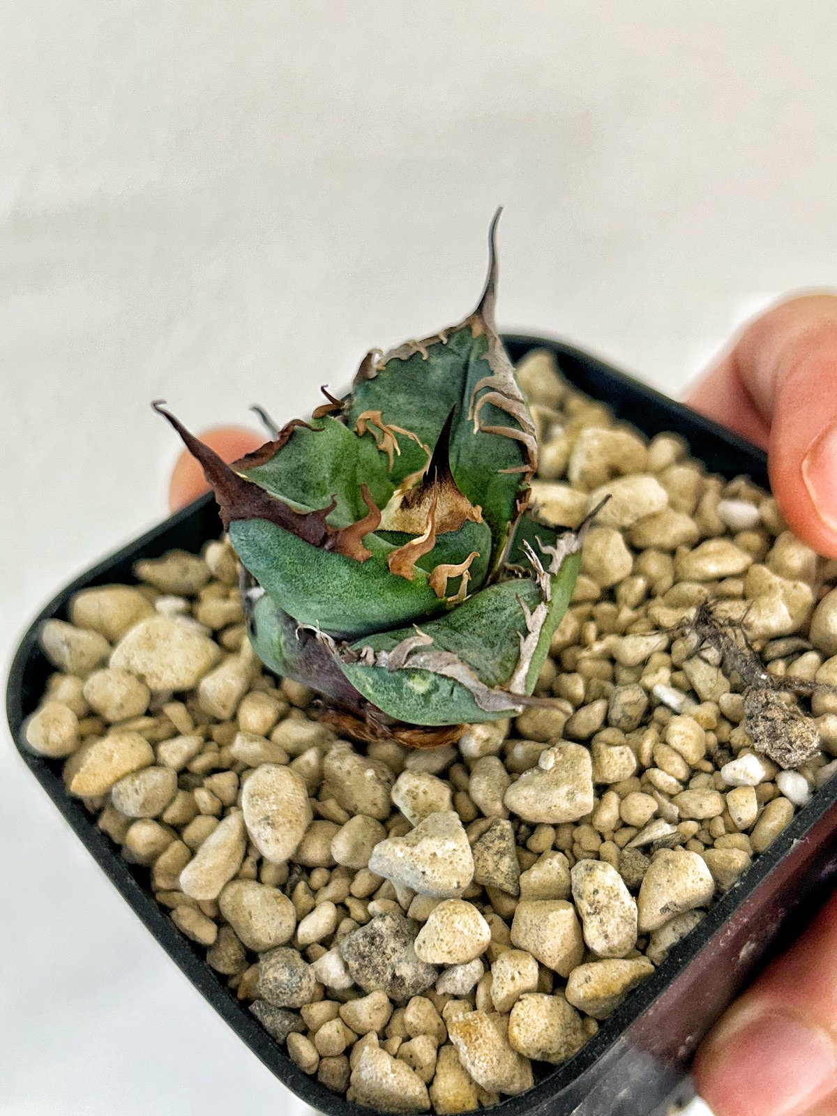 アガベ heart plants numbers 037 HP037 ムチムチ子株 | アガベ