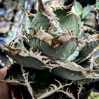 アガベ MS_BO 毒棘産 青白強棘 チタノタブルー選抜 | アガベ専門店