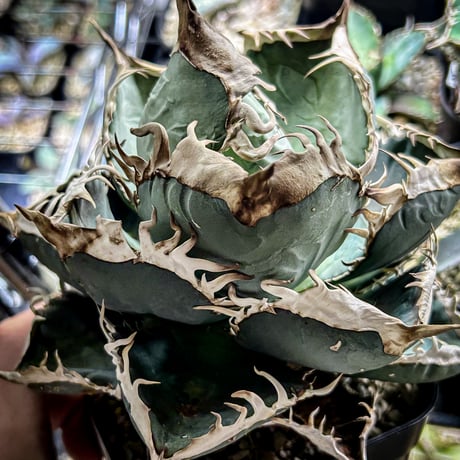 アガベ専門店 Heart plants.