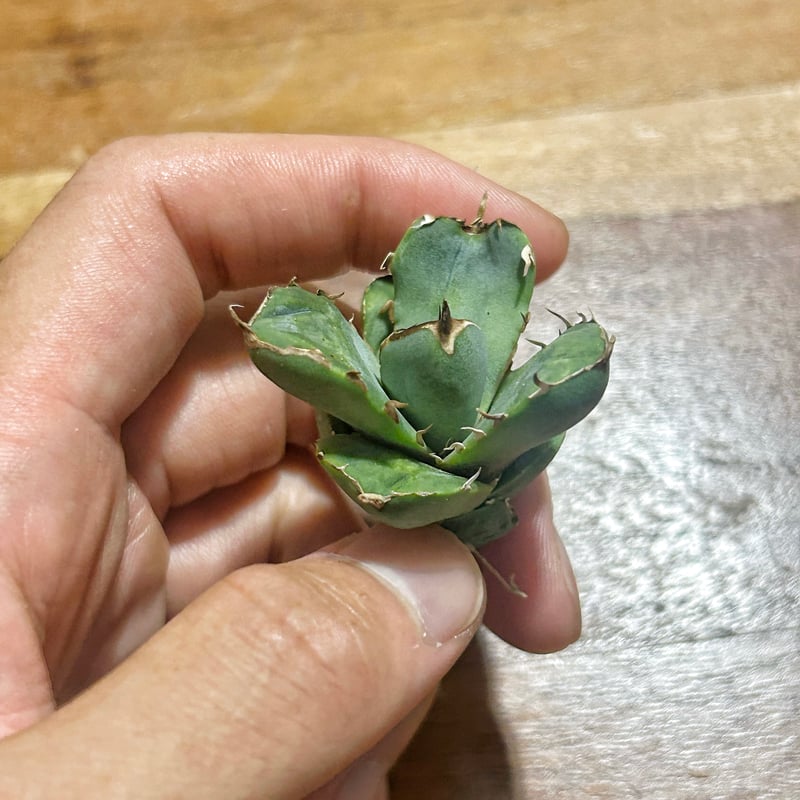 アガベ クラウンイーグル 冠鷲 大きめ | Heartplants