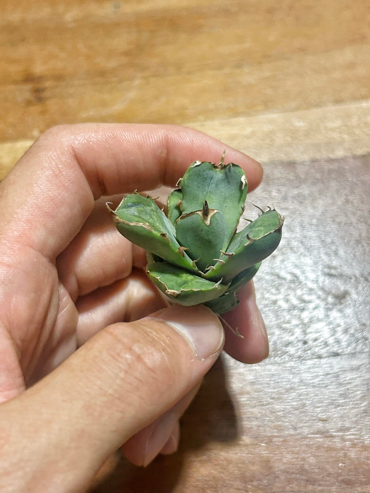 アガベ クラウンイーグル 冠鷲 大きめ | アガベ専門店 Heart plants.