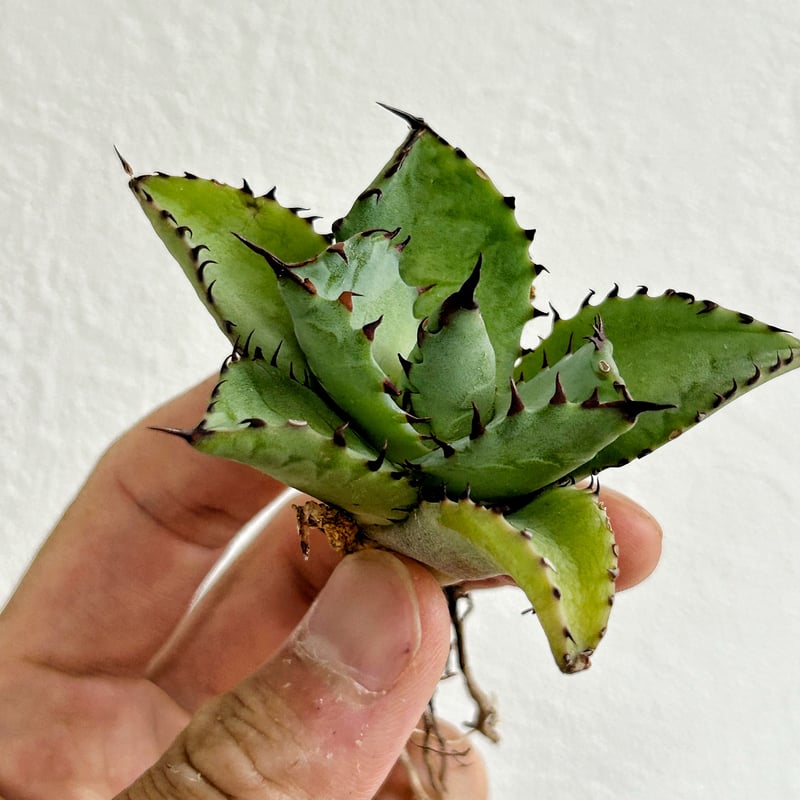 アガベ ハイブリッド　姫巌竜 x 姫雷帝 アガベ 甲蟹×姫巌龍 ハイブリッド | アガベ専門店 Heart plants.