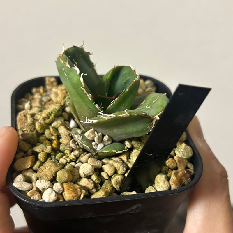 アガベ 蚩尤 OC子株 ブツブツ 裏棘 | アガベ専門店 Heart plants.