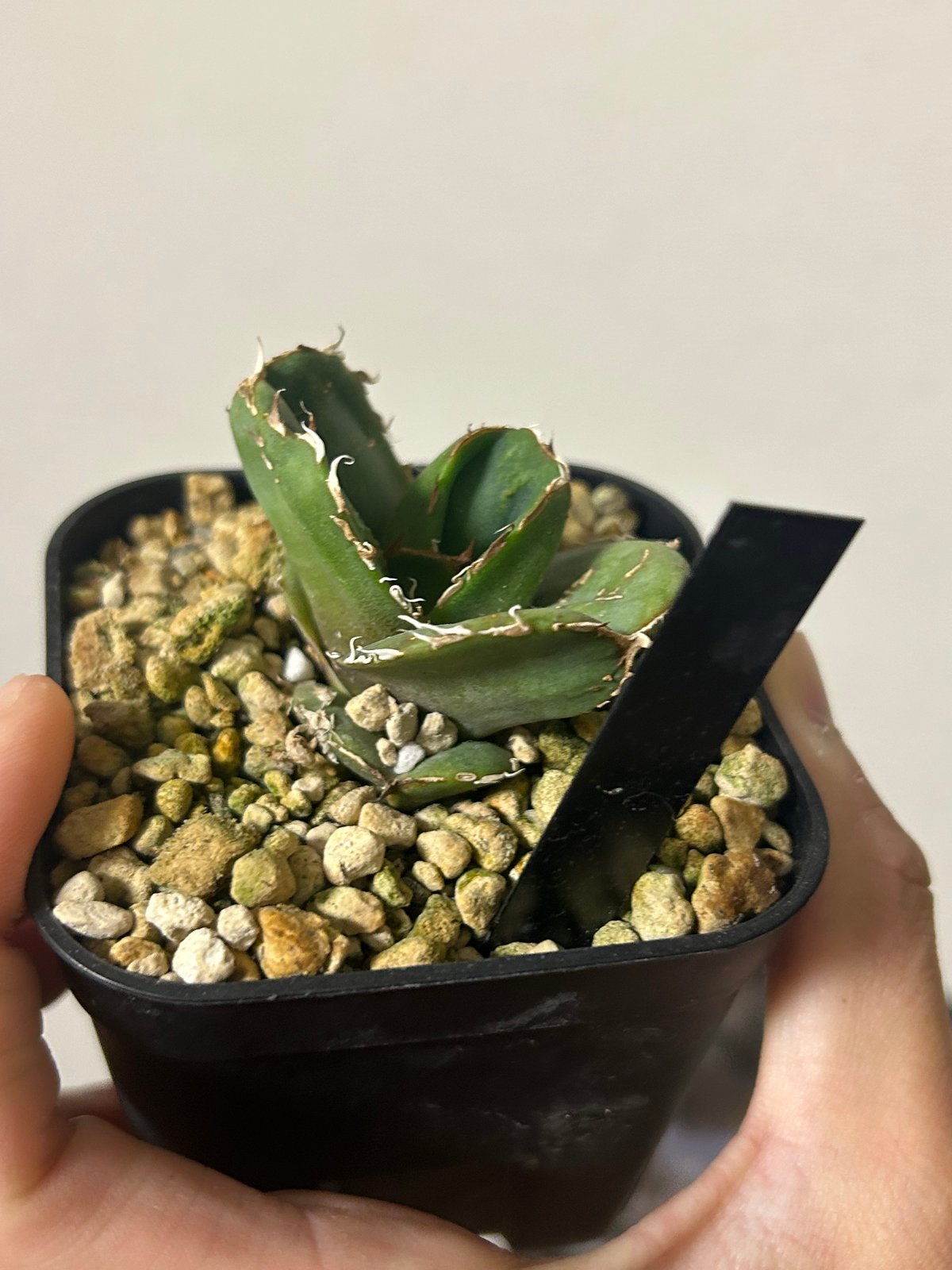 アガベ 蚩尤 OC子株 ブツブツ 裏棘 | アガベ専門店 Heart plants.