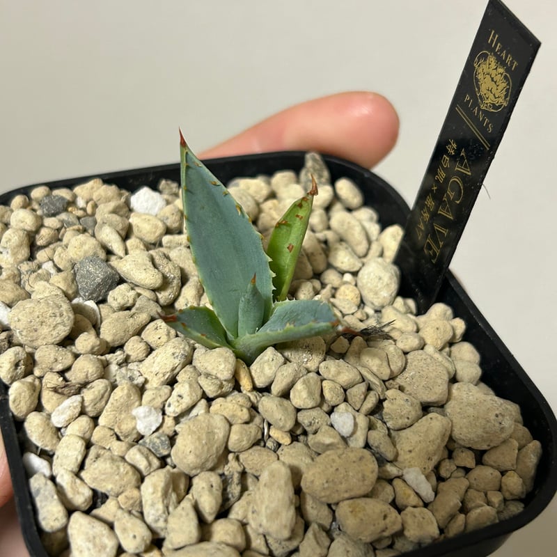 特白肌怒雷神×屈原の舞扇🪭A7 子株 | アガベ専門店 Heart plants.