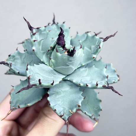 アガベ専門店 Heart plants.