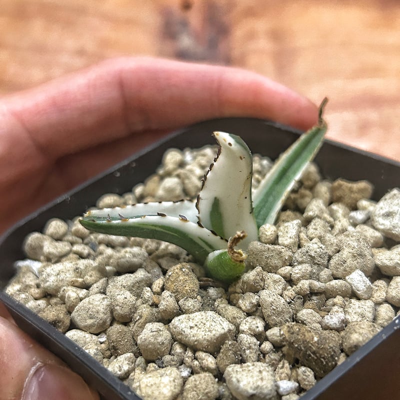 アガベ 氷山 ビクトリアレジーナ斑入り 特殊斑 笹の雪 | Heartplants