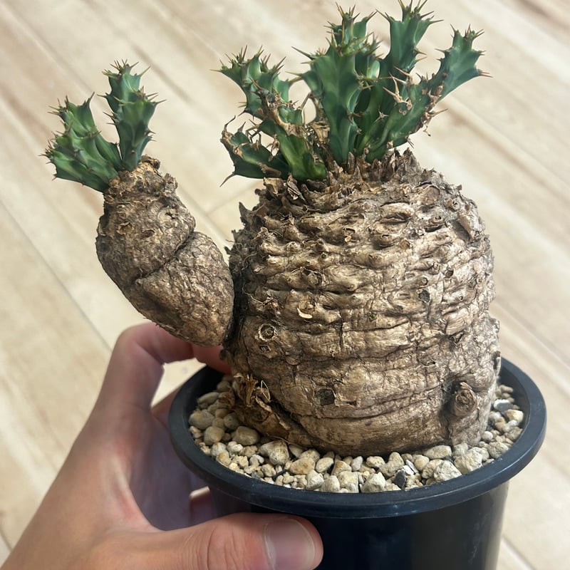 ユーフォルビア　クラビゲラ　発根済み ユーフォルビア クラビゲラ 