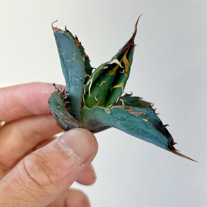 アガべ ブツブツBB 悪魔BB 怪物BB 裏棘 | アガベ専門店 Heart plants.