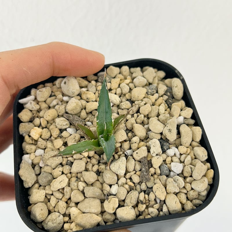 ラスト1株 子株 アガベ スタッズ 表裏ブツブツ 進化中 検索:鰐亀、麻花  