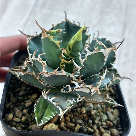 アガベ専門店 Heart plants.