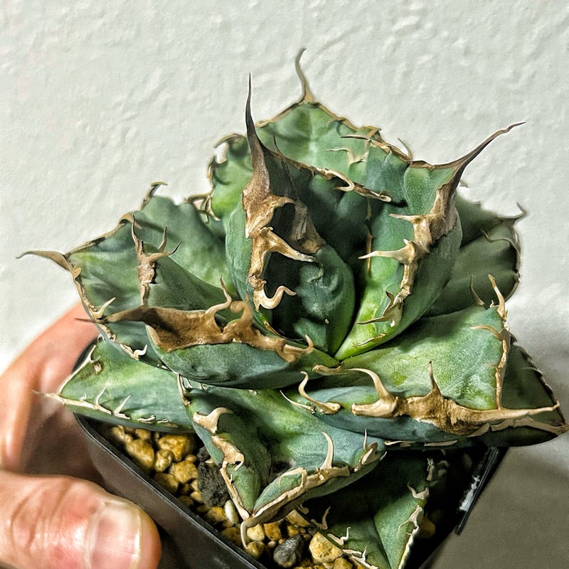 アガベ 悪魔くん 良型個体 発根済み | Heartplants